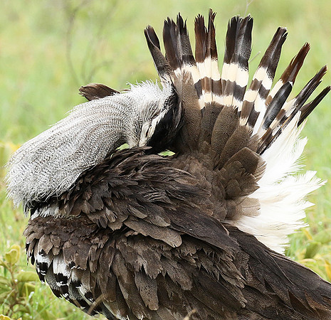 Kori bustard