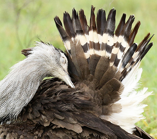 Kori bustard