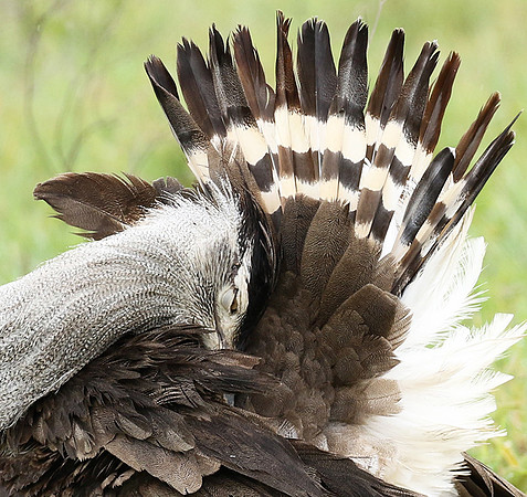 Kori bustard