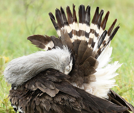 Kori bustard