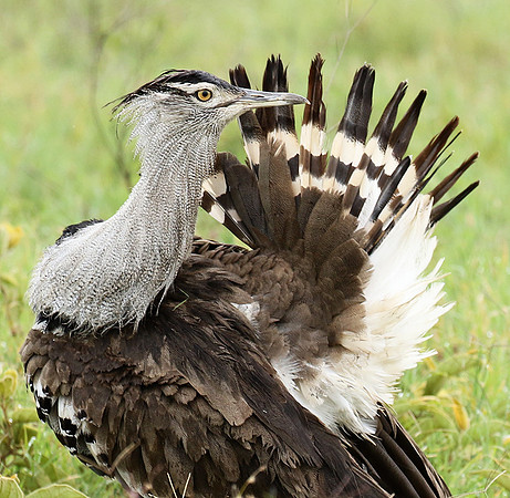 Kori bustard