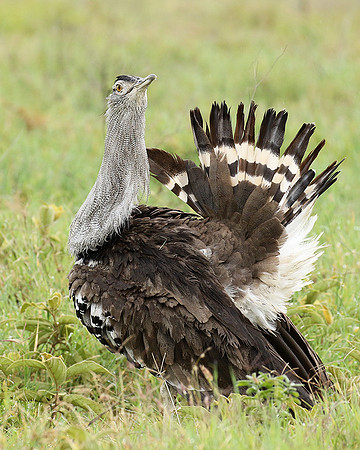 Kori bustard