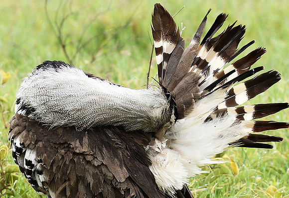 Kori bustard