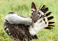 Kori bustard
