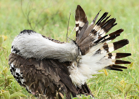 Kori bustard