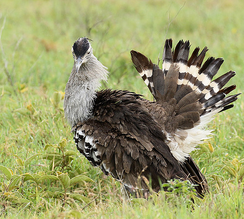 Kori bustard