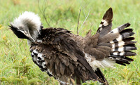 Kori bustard