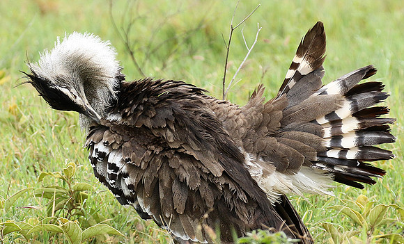 Kori bustard
