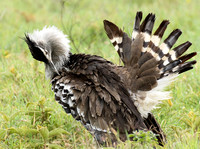 Kori bustard