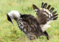 Kori bustard