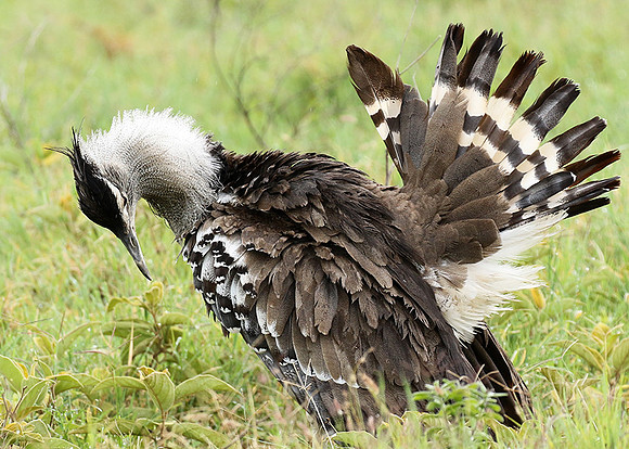 Kori bustard