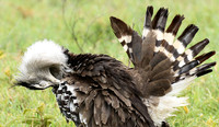 Kori bustard