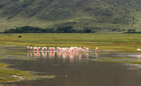 Lesser flamingo - Ngorongoro