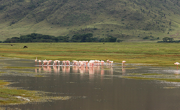 Lesser flamingo - Ngorongoro