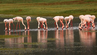 Lesser flamingo - Ngorongoro