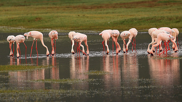 Lesser flamingo - Ngorongoro