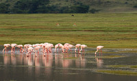 Lesser flamingo - Ngorongoro