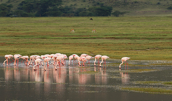 Lesser flamingo - Ngorongoro