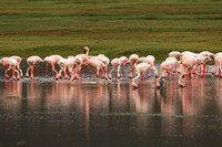 Lesser flamingo - Ngorongoro