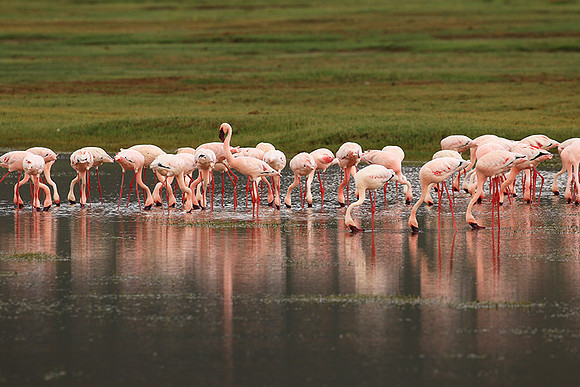 Lesser flamingo - Ngorongoro