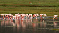 Lesser flamingo - Ngorongoro