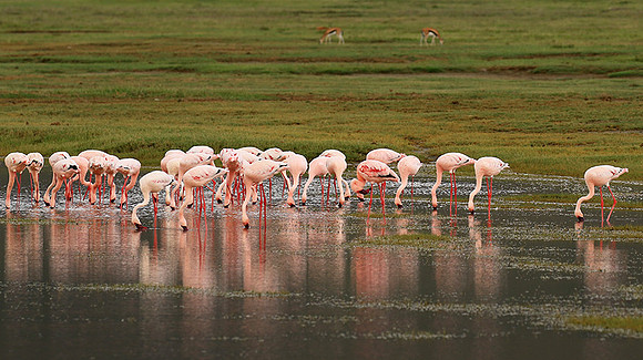 Lesser flamingo - Ngorongoro