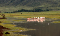 Lesser flamingo - Ngorongoro
