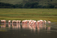 Lesser flamingo - Ngorongoro