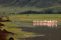 Lesser flamingo - Ngorongoro
