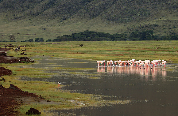 Lesser flamingo - Ngorongoro