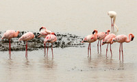 Lesser flamingo - Ngorongoro