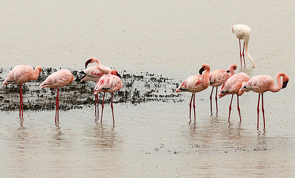 Lesser flamingo - Ngorongoro