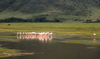 Lesser flamingo - Ngorongoro