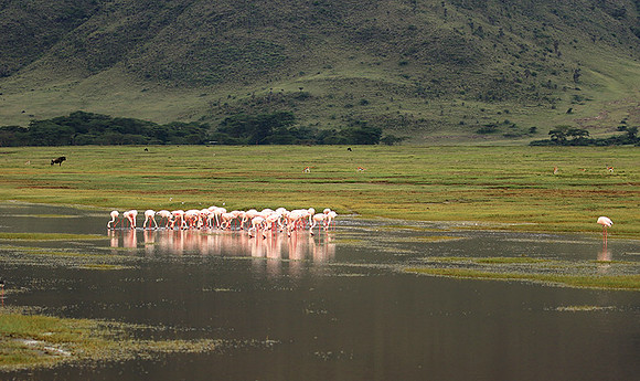 Lesser flamingo - Ngorongoro