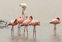 Lesser flamingo - Ngorongoro