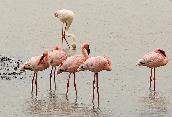 Lesser flamingo - Ngorongoro