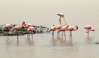 Lesser flamingo - Ngorongoro