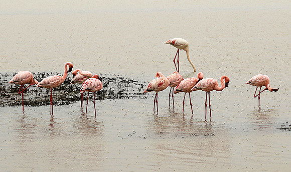 Lesser flamingo - Ngorongoro