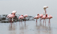 Lesser flamingo - Ngorongoro
