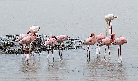 Lesser flamingo - Ngorongoro