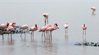Lesser flamingo - Ngorongoro