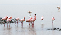 Lesser flamingo - Ngorongoro