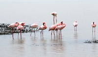 Lesser flamingo - Ngorongoro