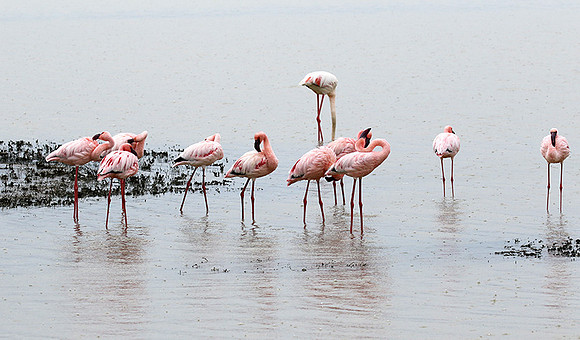 Lesser flamingo - Ngorongoro