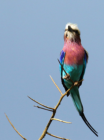 Lilac-breasted roller - Grumeti