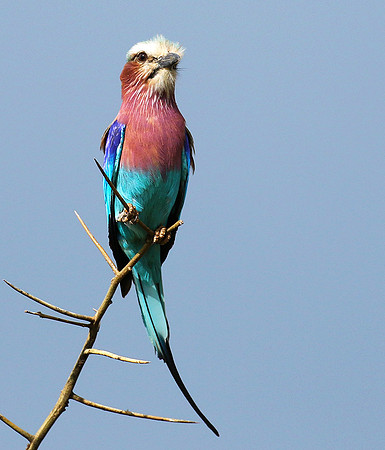 Lilac-breasted roller - Grumeti