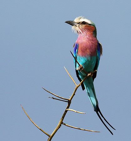 Lilac-breasted roller - Grumeti