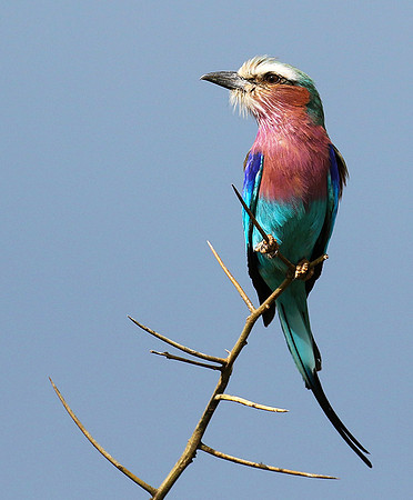 Lilac-breasted roller - Grumeti