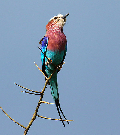 Lilac-breasted roller - Grumeti