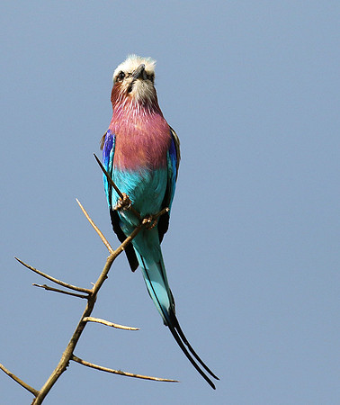Lilac-breasted roller - Grumeti